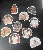 The Bernedoodle Dog Sticker